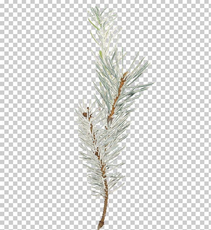 Spruce Photography Video Larch PNG, Clipart, Branch, Christmas, Christmas Ornament, Conifer, Evergreen Free PNG Download