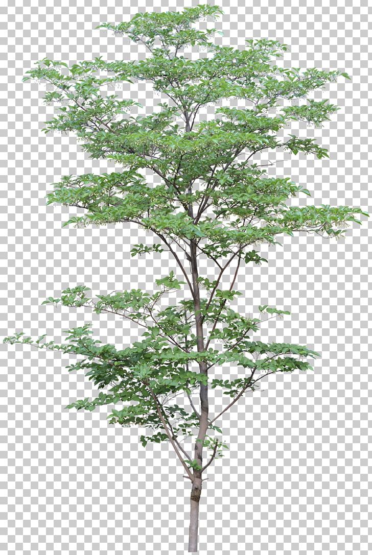 Tree Project Architecture PNG, Clipart, Adobe Imageready, Almond, Architectural Engineering, Branch, Building Information Modeling Free PNG Download