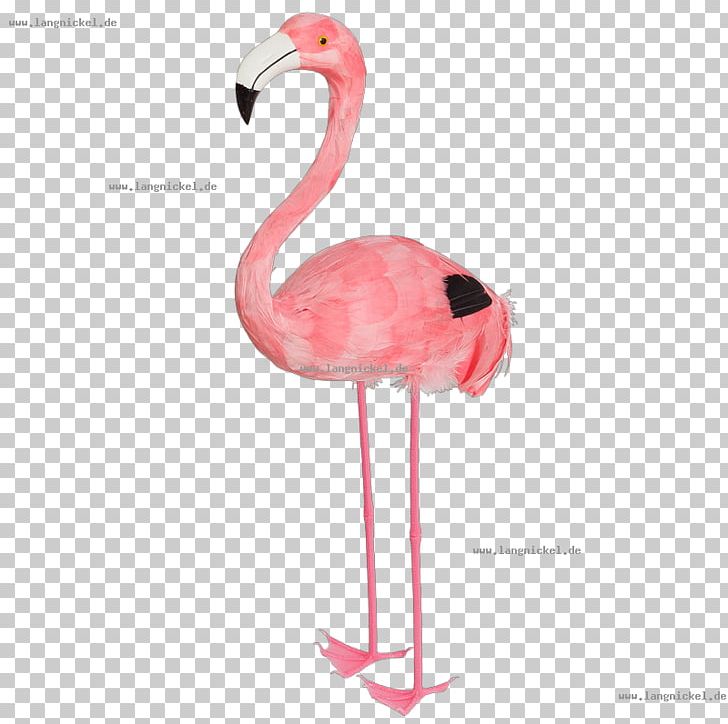 Water Bird Greater Flamingo Animal PNG, Clipart, Animal, Animals, Beak, Bird, Flamingo Free PNG Download