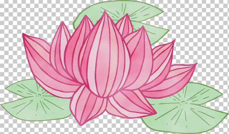 Lotus PNG, Clipart, Anthurium, Aquatic Plant, Bodhi Lotus, Flower, Herbaceous Plant Free PNG Download