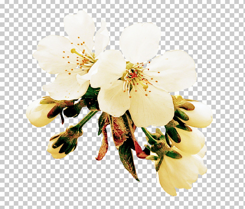 White Flower Petal Plant Blossom PNG, Clipart, Blossom, Branch, Cinquefoil, Flower, Petal Free PNG Download