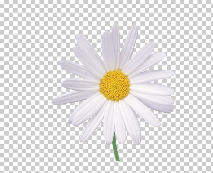 Flower Chamomile PNG, Clipart, Background White, Black White, Chamaemelum Nobile, Computer Wallpaper, Daisy Family Free PNG Download