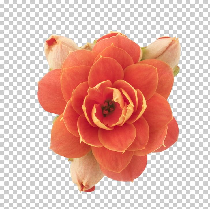 Garden Roses Cut Flowers Petal PNG, Clipart, African Queen, Closeup, Cut Flowers, Flower, Flowering Plant Free PNG Download