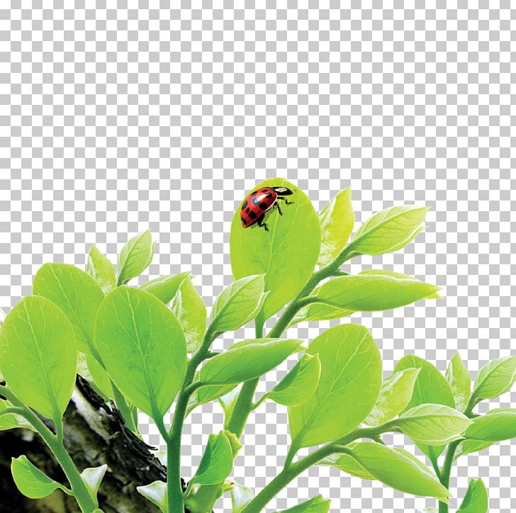 Leaf Ladybird PNG, Clipart, Autumn Leaf, Branch, Computer, Computer Wallpaper, Download Free PNG Download