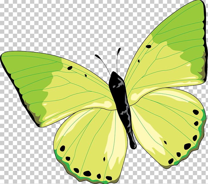 Clouded Yellows Monarch Butterfly Gossamer-winged Butterflies Moth PNG, Clipart, Arthropod, Brush Footed Butterfly, Bullion, Butterfly, Colias Free PNG Download
