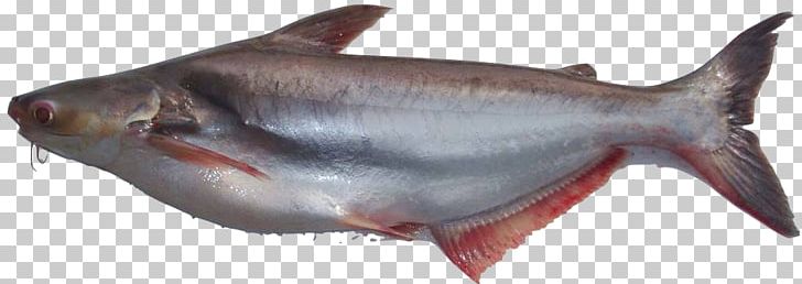 Iridescent Shark Fish Basa Food Clarias PNG, Clipart, Animal Figure, Aquaculture, Basa, Cartilaginous Fish, Catfish Free PNG Download