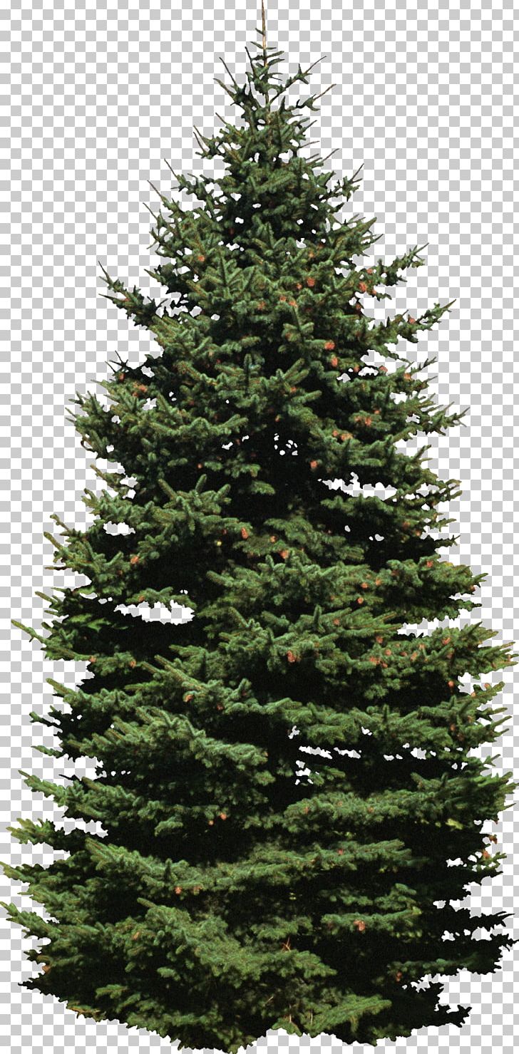 Spruce New York City Fir New York Lottery Pine PNG, Clipart, Biome, Christmas Decoration, Christmas Tree, Conifer, Drawing Free PNG Download