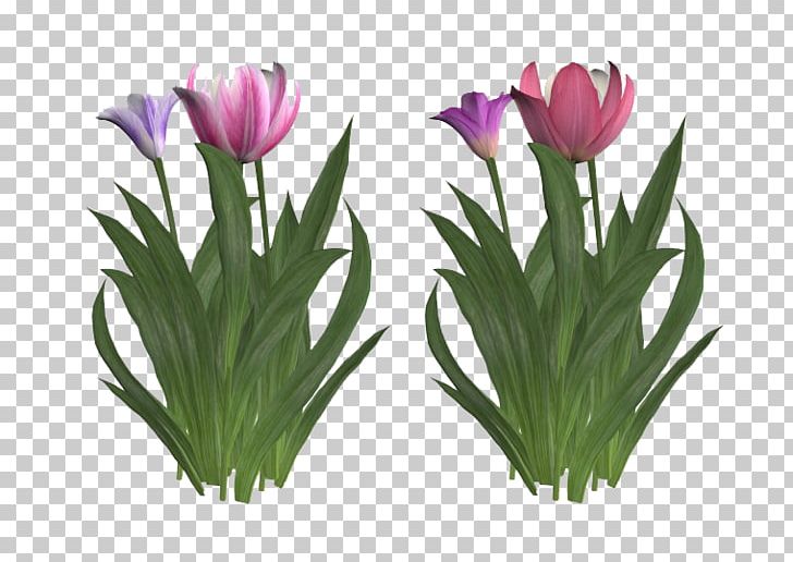 Tulip Flower PNG, Clipart, Color, Colorful Background, Coloring, Color Pencil, Colors Free PNG Download