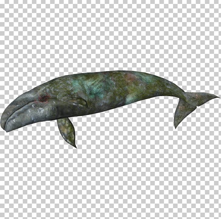 Zoo Tycoon 2 Sperm Whale Porpoise Dolphin PNG, Clipart, American Bullfrog, Animal, Animals, Cetacea, Death Free PNG Download