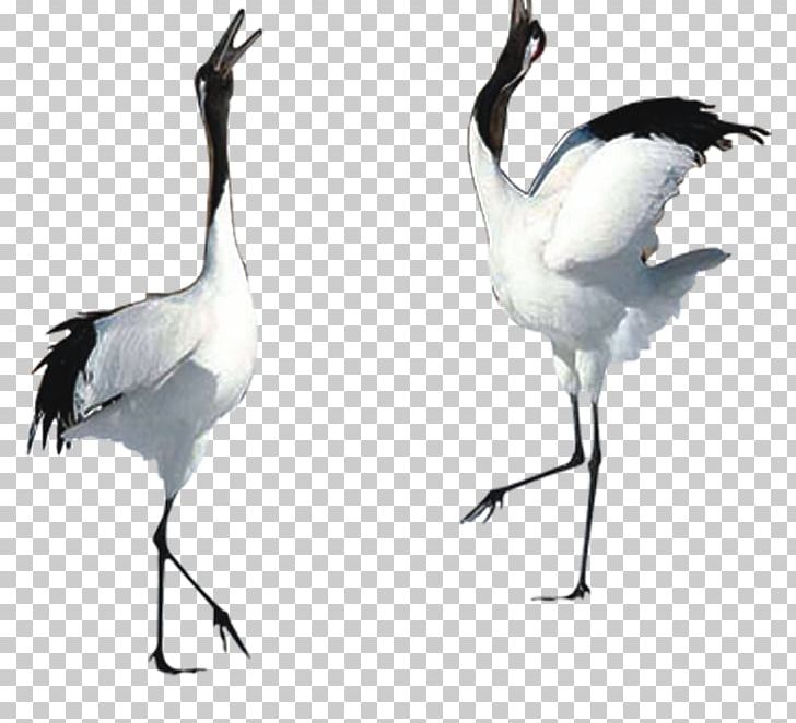 Crane PNG, Clipart, Beak, Bird, Ciconiiformes, Crane, Crane Bird Free PNG Download
