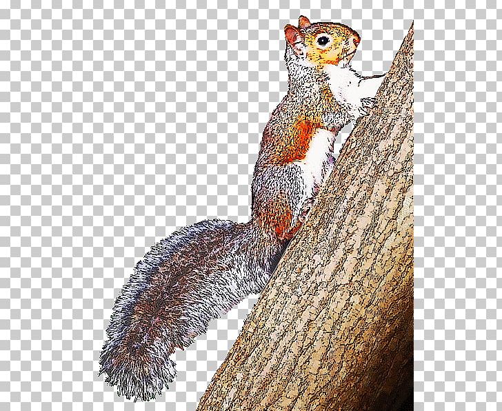 Eastern Gray Squirrel Open Free Content PNG, Clipart, Animal, Branch, Chipmunk, Drawing, Eastern Gray Squirrel Free PNG Download