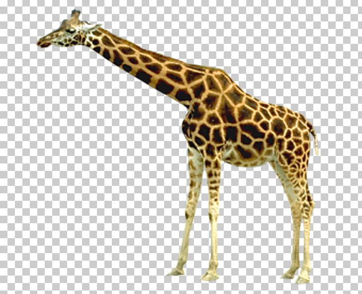Northern Giraffe PNG, Clipart, Animals, Brown, Clip, Cut Out, Encapsulated Postscript Free PNG Download