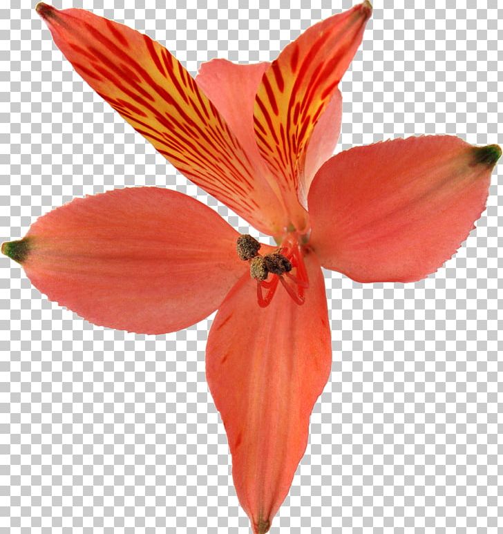 Orchids Flower PNG, Clipart, Alstroemeriaceae, Amaryllis Belladonna, Cut Flowers, Depositfiles, Flora Free PNG Download