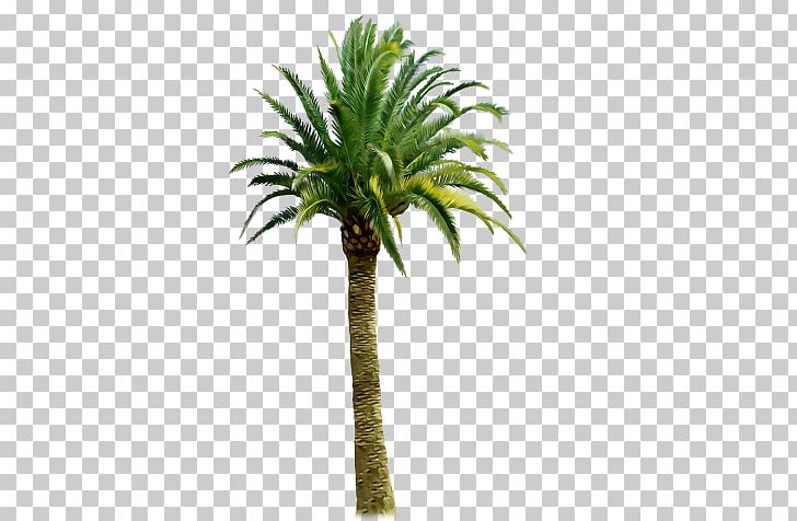 Palm Trees Coconut PNG, Clipart, Arecales, Coconut, Date Palm, Desktop Wallpaper, Drawing Free PNG Download