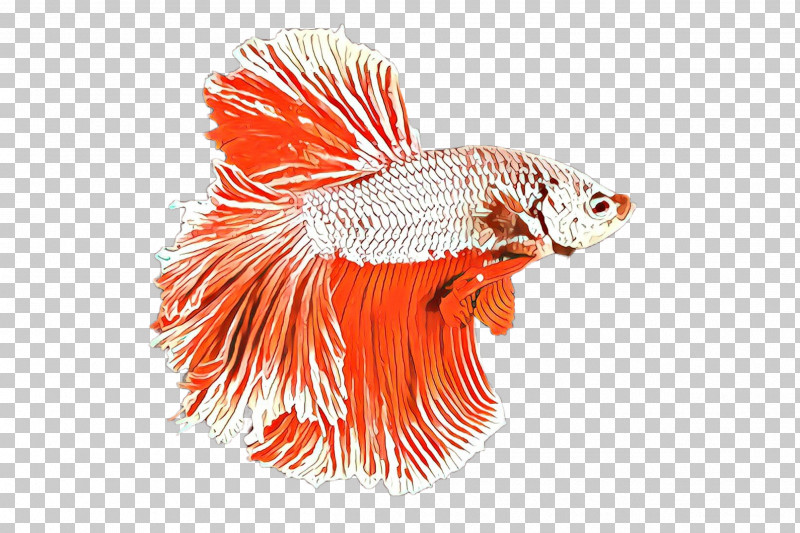 Orange Png, Clipart, Feather, Fish, Goldfish, Orange, Tail Free Png 