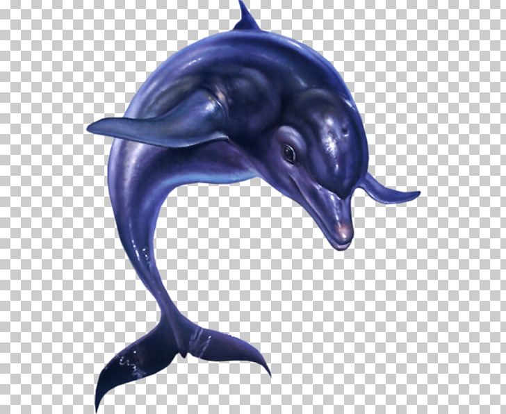 Ecco The Dolphin: Defender Of The Future Ecco: The Tides Of Time Streets Of Rage 2 Sega 3D Classics Collection PNG, Clipart, Animals, Animation, Beak, Mammal, Marine Mammal Free PNG Download