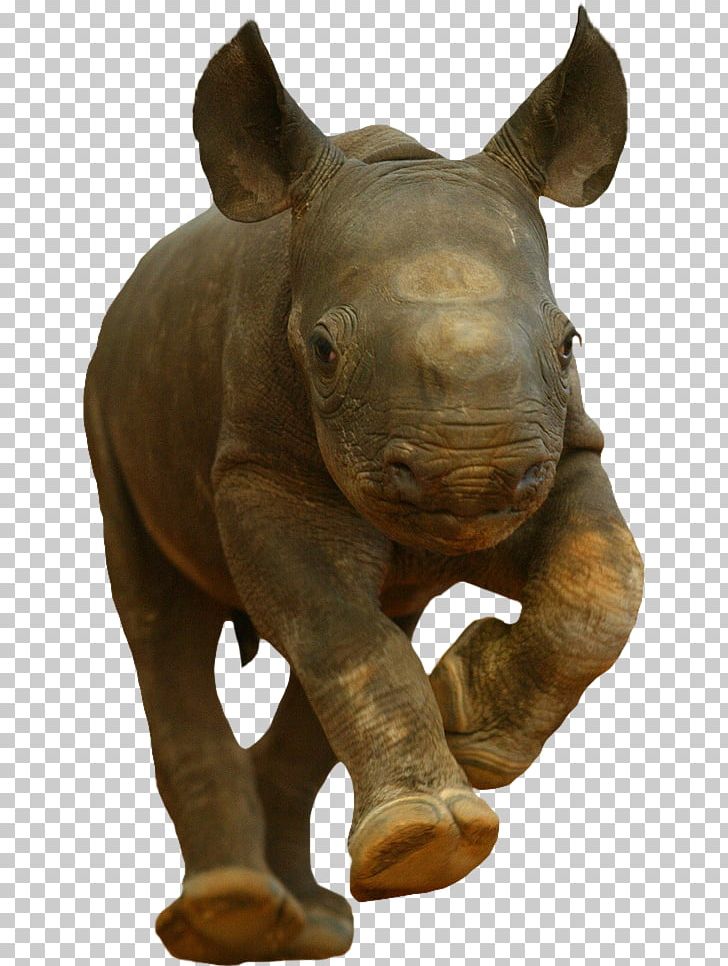 Rhinoceros Hippopotamus Tiger Kitten Baby Rhinos PNG, Clipart, Animal, Animals, Baby, Baby Rhinos, Black Rhinoceros Free PNG Download
