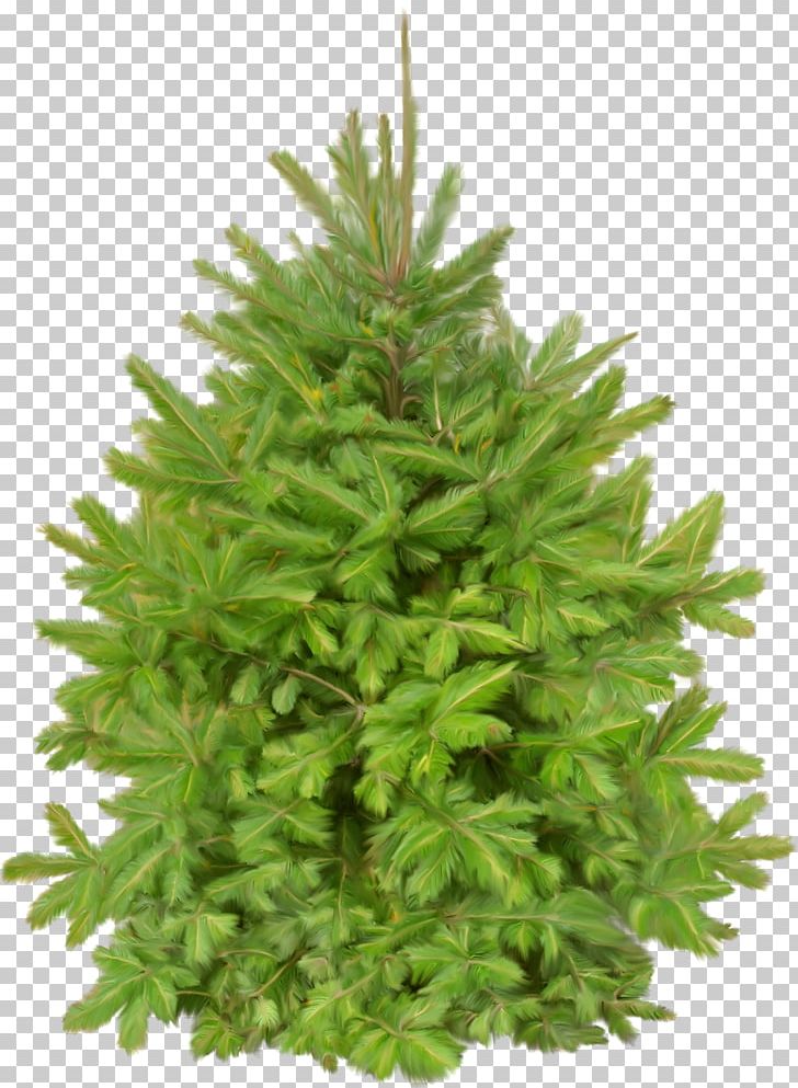 Animation Tree PNG, Clipart, Animation, Computer Software, Conifer, Cypress Family, Digital Image Free PNG Download