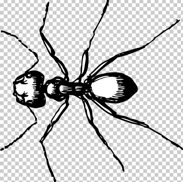 Ant Line Art PNG, Clipart, Ant, Arthropod, Black And White, Black Garden Ant, Branch Free PNG Download