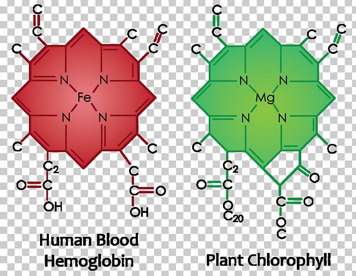 Chlorophyll Molecule Plant Cell PNG, Clipart, Angle, Area, Barley Grass, Biological Pigment, Cell Free PNG Download
