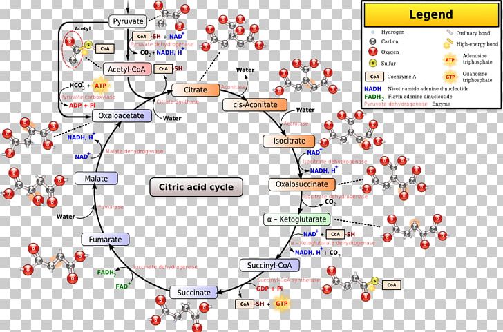 Citric Acid Cycle Coenzyme A Pyruvic Acid Mitochondrial Matrix PNG ...