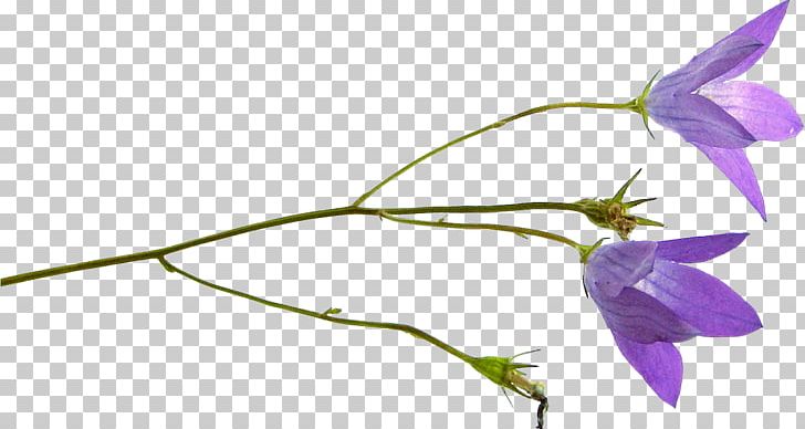Petal Cut Flowers PNG, Clipart, Bellflower Family, Bluebell, Branch, Bud, Common Bluebell Free PNG Download
