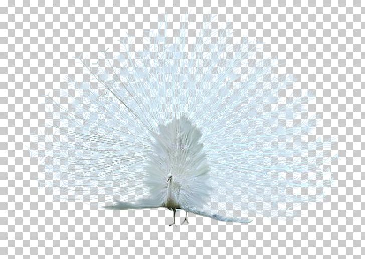 Bird Asiatic Peafowl White PNG, Clipart, Animal, Animals, Asiatic Peafowl, Beak, Bird Free PNG Download