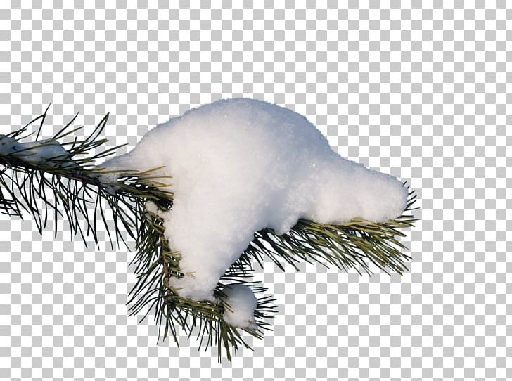 Branch Snow Spruce PNG, Clipart, Animals, Branch, Christmas Ornament, Conifer, Digital Image Free PNG Download