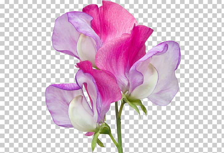 Broad-leaved Sweet Pea Cut Flowers Indian Pea PNG, Clipart, Alpha Arbutin, Annual Plant, Broad Leaved, Everlasting Sweet Pea, Flower Free PNG Download