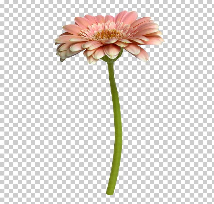 Centerblog Flower Garden Roses Plant Stem Oxeye Daisy PNG, Clipart, After The Rain, Blog, Centerblog, Cerasus, Cut Flowers Free PNG Download