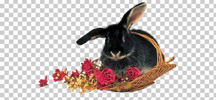 Easter Bunny Rabbit Animated Film PNG, Clipart, Animal, Animated Film, Blog, Desktop Wallpaper, Domestic Rabbit Free PNG Download
