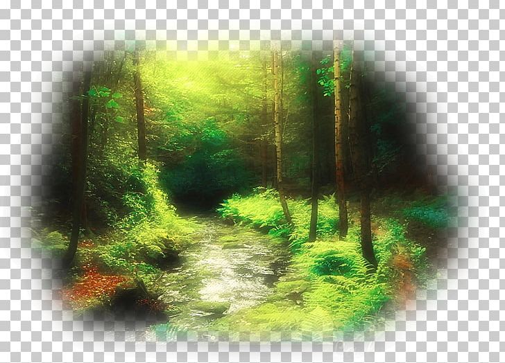 Forest Tree Desktop PNG, Clipart, 2018, Autumn, Biome, Bonn, Brush Frame Free PNG Download