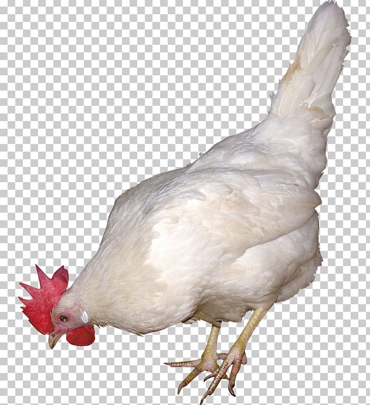 Rooster Phoenix Chicken PNG, Clipart, Animal, Beak, Bird, Chicken, Chicken Karahi Free PNG Download