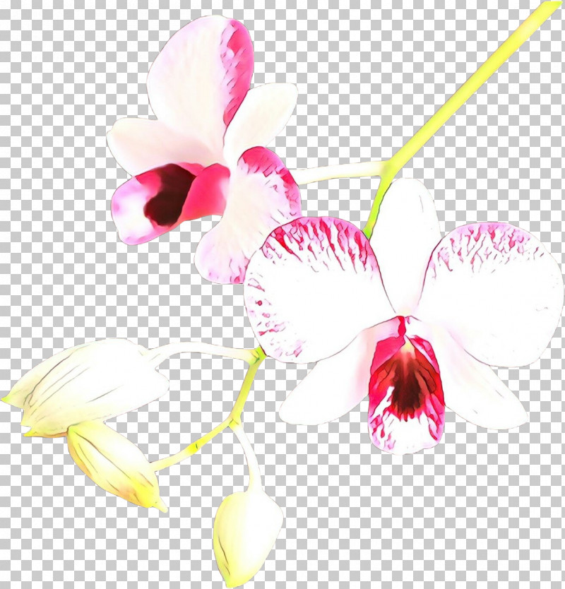 Pink Flower Plant Orchid Moth Orchid PNG, Clipart, Cattleya, Dendrobium, Flower, Magenta, Moth Orchid Free PNG Download