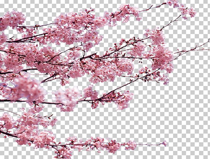 Dongzhi Poster PNG, Clipart, Blossom, Blossoms, Branch, Bud, Cherry Free PNG Download