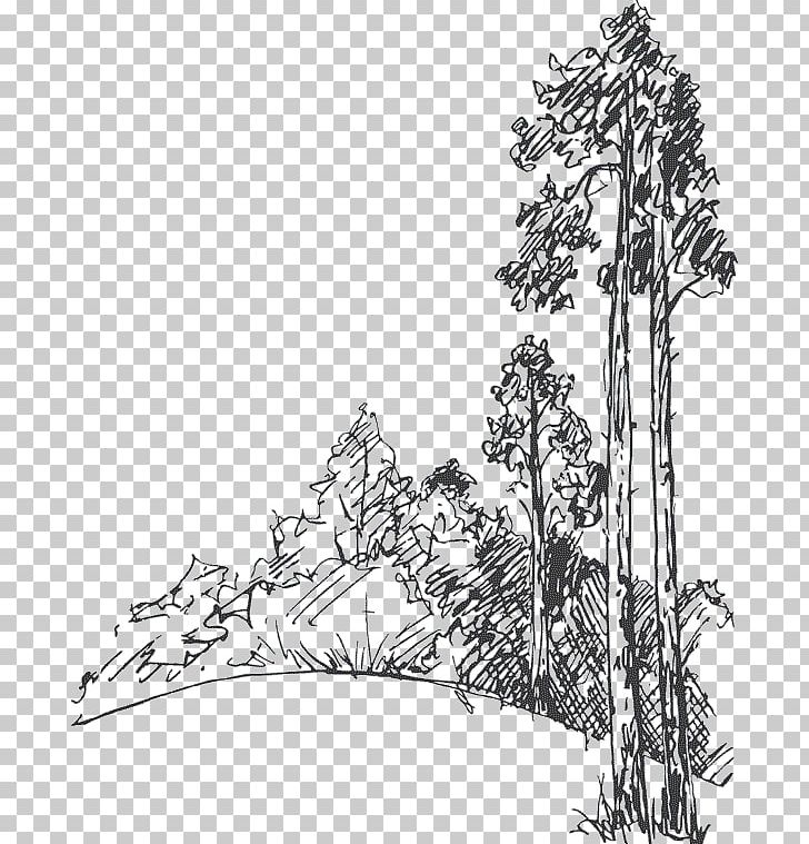 Drawing Tree Pine Sketch PNG, Clipart, Art, Artwork, Black And White, Branch, Bush Free PNG Download