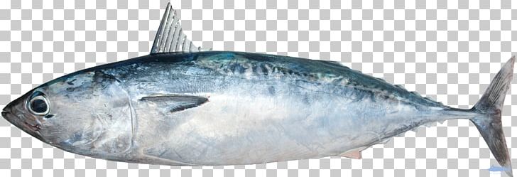 Fish Mackerel Thunnus Frigate Tuna Scombridae PNG, Clipart, Animals, Ascidians, Atlantic Bonito, Bonito, Bony Fish Free PNG Download