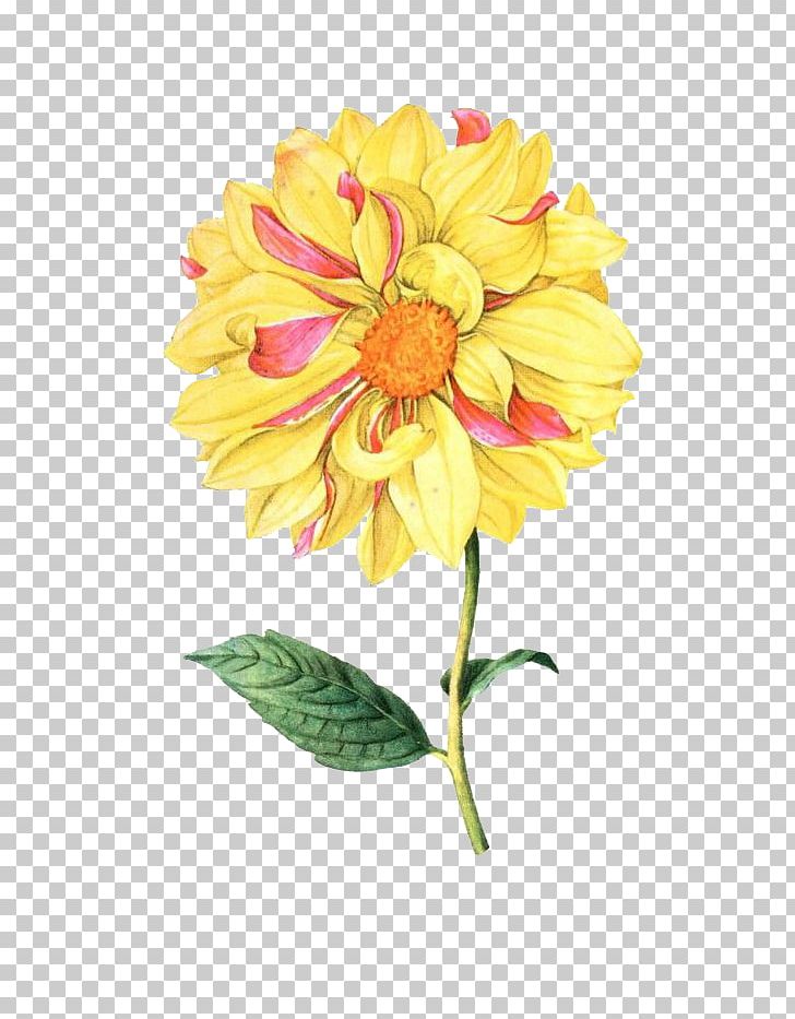 Flower Botanical Illustration Botany Illustration PNG, Clipart, Cartoon, Chrysanthemum Chrysanthemum, Chrysanthemums, Color, Dahlia Free PNG Download