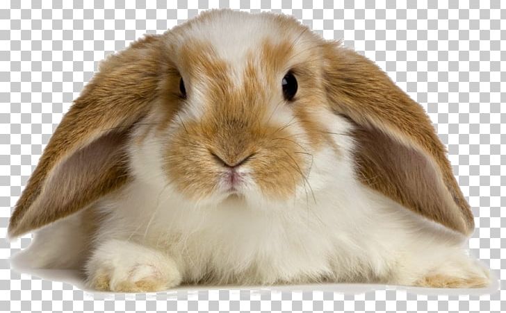 Holland Lop Angora Rabbit Pet Sitting Domestic Rabbit PNG, Clipart, Angora Rabbit, Animal, Animals, Caring For Your Rabbit, Cat Litter Trays Free PNG Download