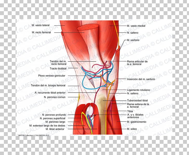 Knee Muscle Nerve Blood Vessel Finger PNG, Clipart, Abdomen, Anatomy, Arm, Blood Vessel, Circulatory System Free PNG Download