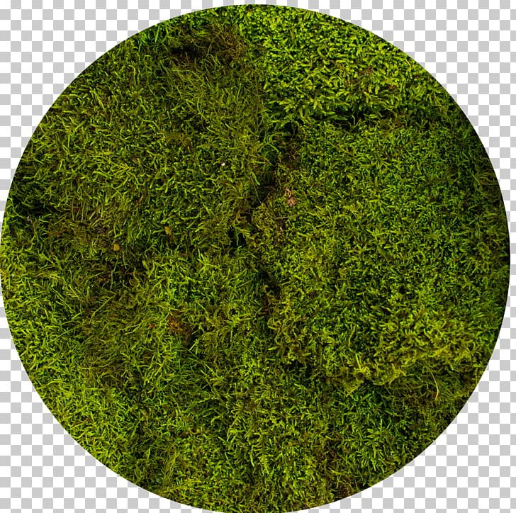 Moss Green Bryophyte Vegetation Hologram PNG, Clipart, Artificial Turf, Biome, Brocade, Bryophyte, Evergreen Free PNG Download