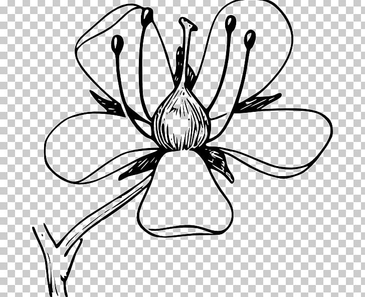 Plant Stem Flower Science Botany PNG, Clipart, Artwork, Biology, Black And White, Botany, Christmas Plants Free PNG Download