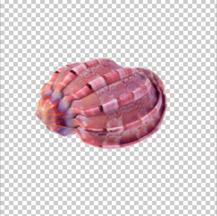 Seashell Computer File PNG, Clipart, Animal Source Foods, Back Bacon, Cartoon Conch, Conch, Conch Blowing Free PNG Download