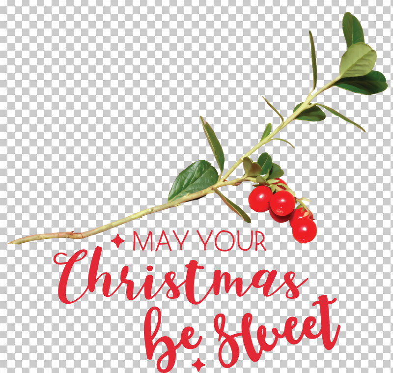 Holly PNG, Clipart, Branching, Holly, Meter, Natural Food, Superfood Free PNG Download