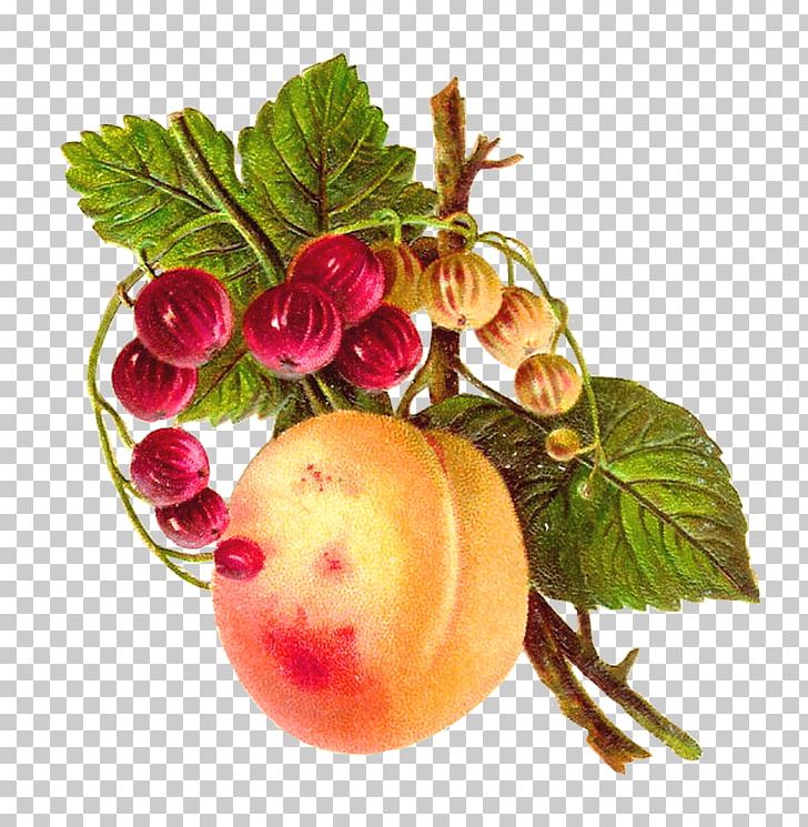 Food Fruit Peach Apple PNG, Clipart, Apple, Apricot, Berry, Botanical, Botany Free PNG Download