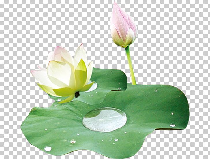 Nelumbo Nucifera Leaf Lotus Effect Food PNG, Clipart, Aquatic Plant, Autumn Leaf, Concepteur, Creative, Designer Free PNG Download