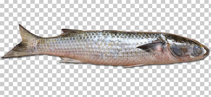 Sardine Fish Products Pagrus Major Flathead Grey Mullet PNG, Clipart, Animal Source Foods, Bonito, Bony Fish, Carp, Fauna Free PNG Download