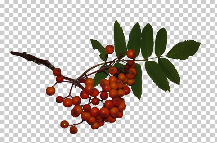 Berries Photography Portable Network Graphics Sharing PNG, Clipart, Album, Berries, Berry, Branch, Diary Free PNG Download