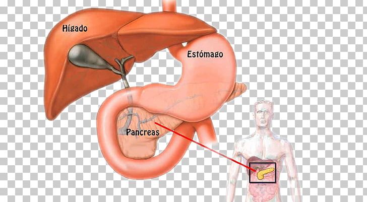 Pancreas Human Body Physiology Anatomy Pancreatic Cancer PNG, Clipart, Anatomy, Body, Circulatory System, Ear, Finger Free PNG Download