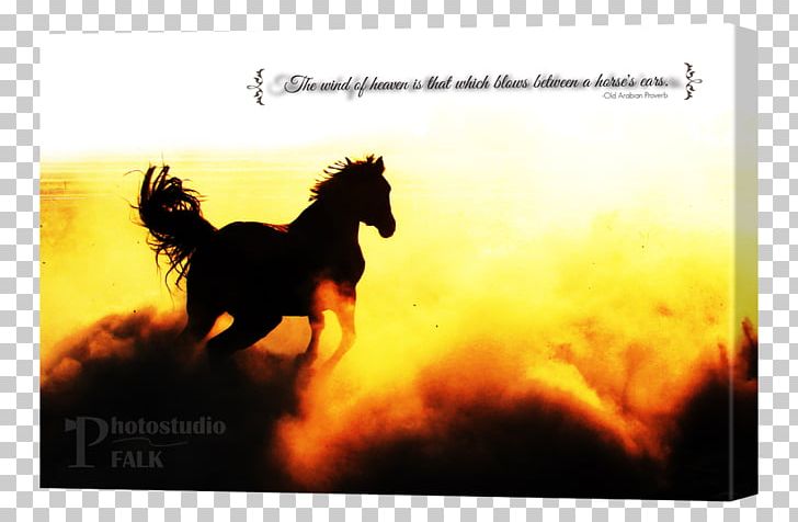 T-shirt Friesian Horse Unicorn Wild Horse Dressage PNG, Clipart, Animal, Clothing, Computer Wallpaper, Draft Horse, Dressage Free PNG Download